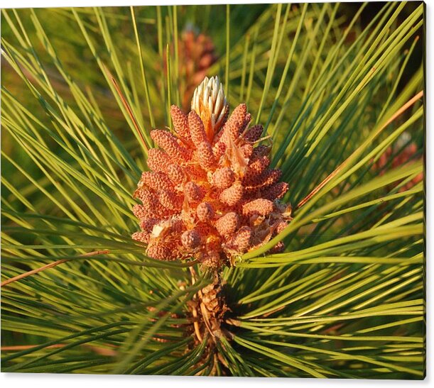 Pine Tree Acrylic Print featuring the photograph Pine Cone On A Pine Tree by Ee Photography
