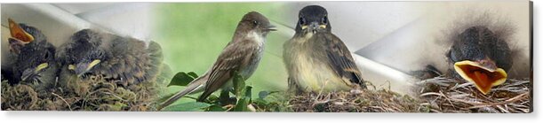 Birds Acrylic Print featuring the photograph Eastern Phoebe Family by Natalie Rotman Cote