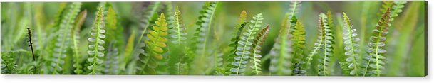 Photography Acrylic Print featuring the photograph Fern Scape by Cora Niele
