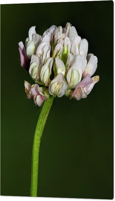 Clover Acrylic Print featuring the photograph White clover by Steev Stamford