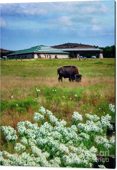Buffalo Acrylic Print featuring the photograph Wichita Mountain Wildlife Reserve Welcome Center Verticle by Tamyra Ayles