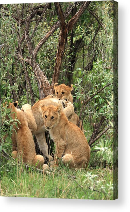 Lion Acrylic Print featuring the photograph Masai Mara Lion Cubs by Aidan Moran