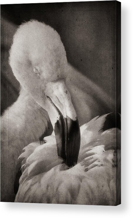 American Flamingo Acrylic Print featuring the photograph Soaking Up Sunshine by Theo O'Connor