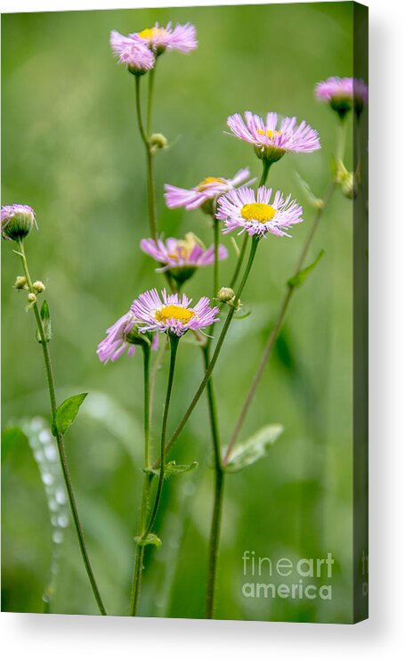 Landscape Acrylic Print featuring the photograph Wild Pink Asters by Cheryl Baxter