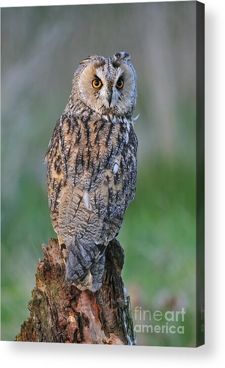Long-eared Owl Acrylic Print featuring the photograph 090811p316 by Arterra Picture Library