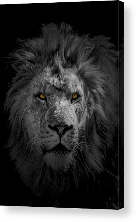 Africa Acrylic Print featuring the photograph African Lion by Peter Lakomy