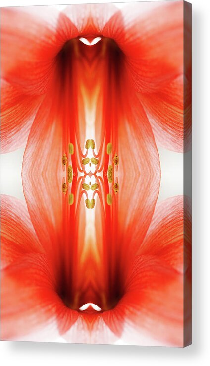 Tranquility Acrylic Print featuring the photograph Amaryllis Flower #1 by Silvia Otte