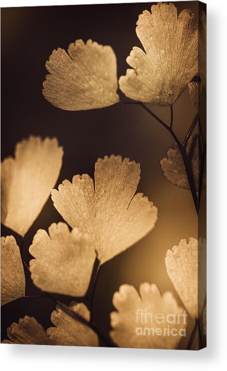 Macro Acrylic Print featuring the photograph Autumn tree branch with luminous brown leaves #1 by Jorgo Photography
