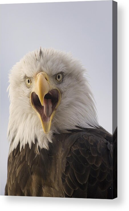 Feb0514 Acrylic Print featuring the photograph Bald Eagle Calling Alaska #1 by Michael Quinton