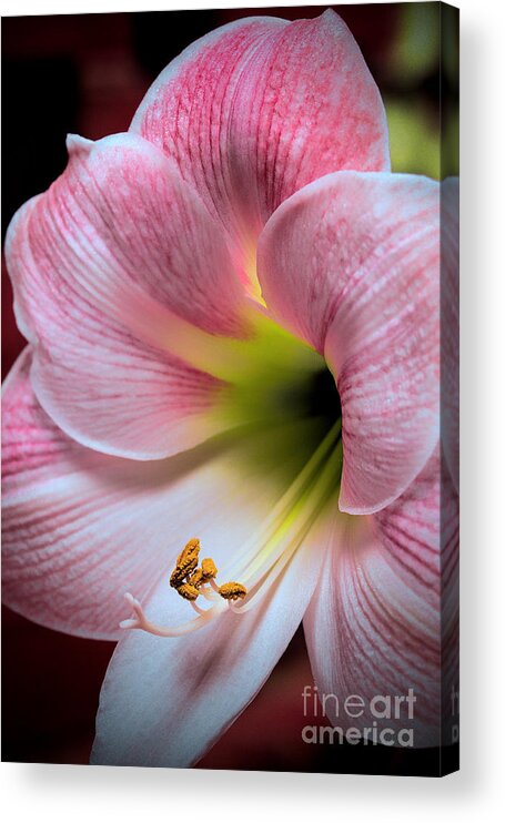 Art Prints Acrylic Print featuring the photograph Beautiful Bloom #1 by Dave Bosse