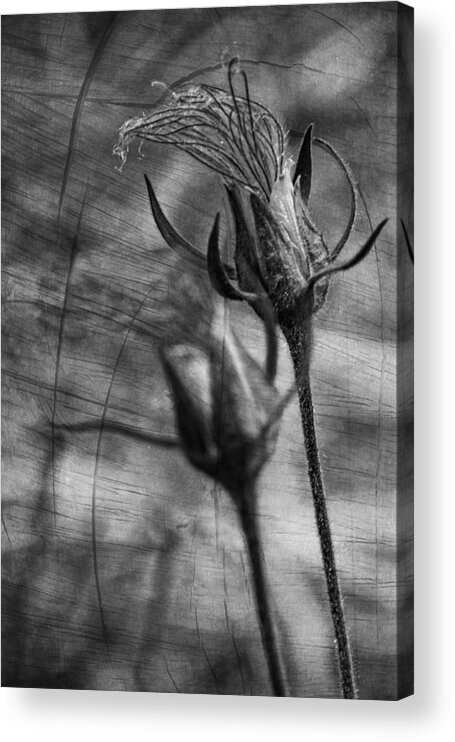 Prairie Smoke Acrylic Print featuring the photograph Blowin' in the Wind #1 by Theo O'Connor