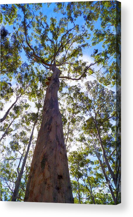 Tree Acrylic Print featuring the photograph Canopy #1 by Cassandra Buckley