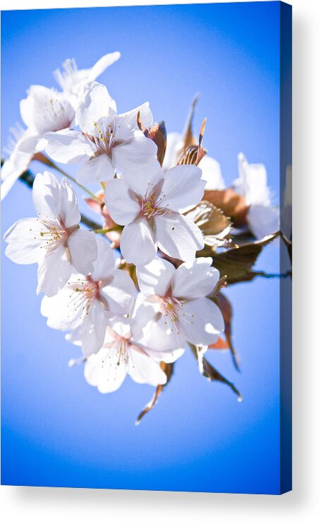 Flowers Acrylic Print featuring the photograph Cherry tree Blossoms Close up #1 by Raimond Klavins