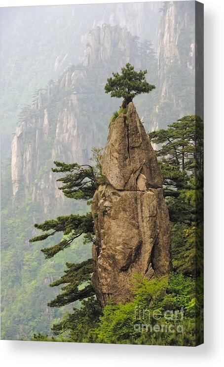Asia Acrylic Print featuring the photograph Chinese White Pine On Mt. Huangshan #1 by John Shaw