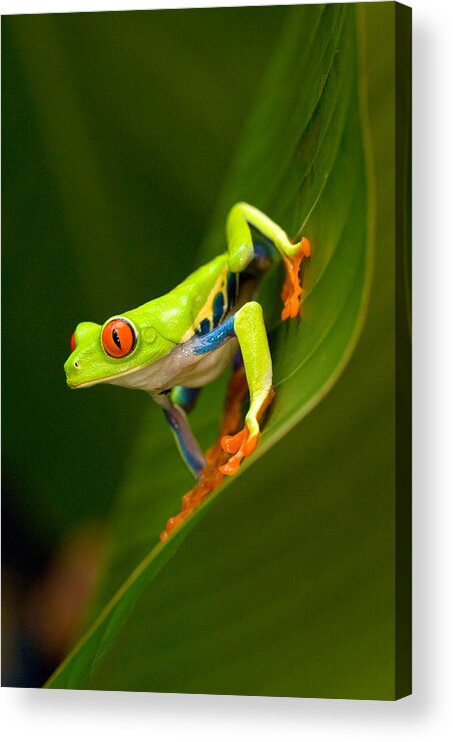 Photography Acrylic Print featuring the photograph Close-up Of A Red-eyed Tree Frog #1 by Panoramic Images