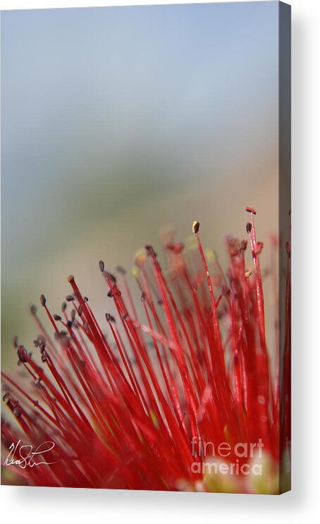 Flower Acrylic Print featuring the photograph Desert Flower by Keith Lyman