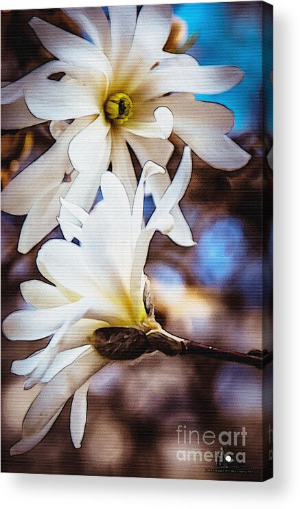 Magnolia Acrylic Print featuring the photograph Different Directions #1 by Grace Grogan