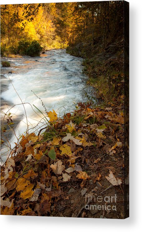 Landscape Acrylic Print featuring the photograph Fallen Leaves #1 by Iris Greenwell