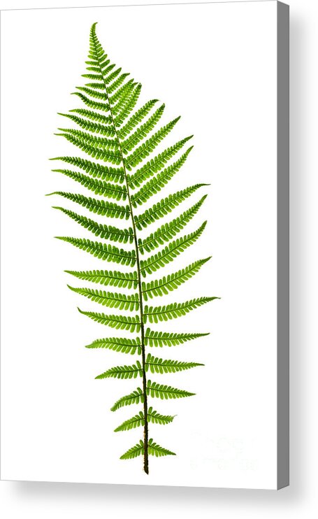 Fern Acrylic Print featuring the photograph Fern leaf by Elena Elisseeva