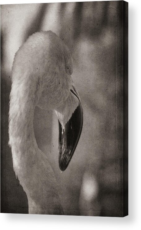 American Flamingo Acrylic Print featuring the photograph Flamingo on a Fall Day by Theo O'Connor