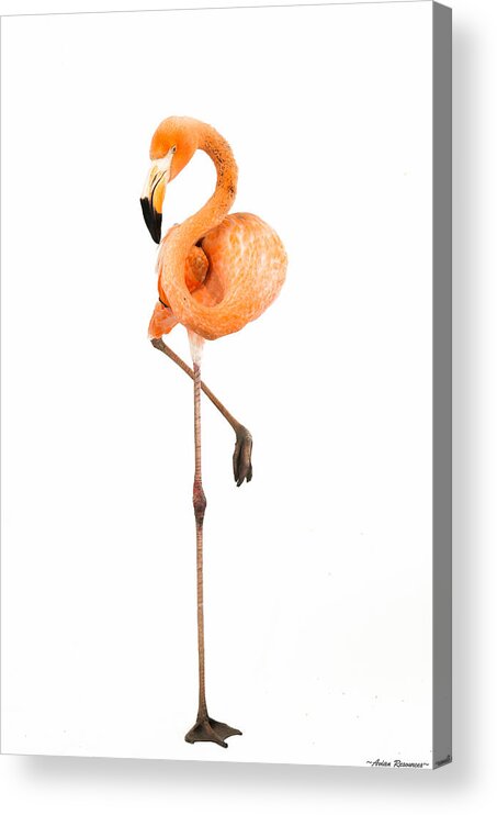 Flamingo Acrylic Print featuring the photograph Flamingo on White #1 by Avian Resources