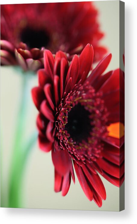 Blume Acrylic Print featuring the photograph Flowers #1 by Falko Follert