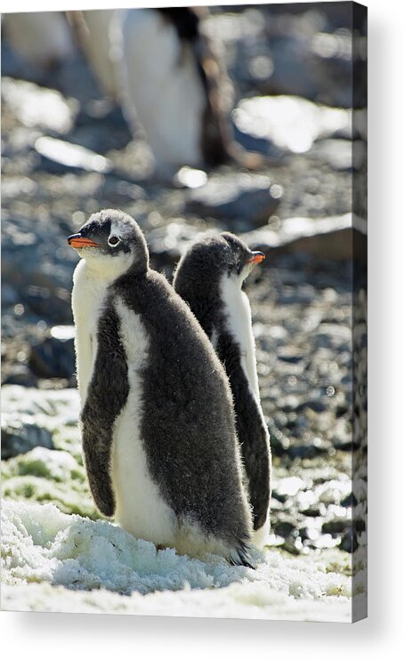 Alertness Acrylic Print featuring the photograph Gentoo Penguins Pygoscelis Papua #1 by Jim Julien / Design Pics