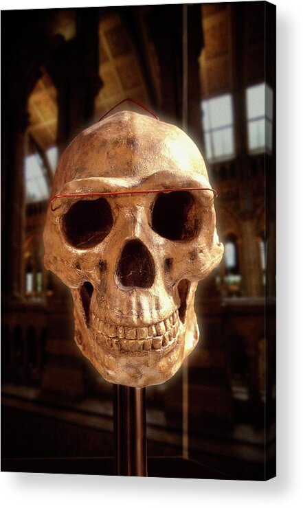 Anthropological Acrylic Print featuring the photograph Homo Erectus Skull #1 by Natural History Museum, London/science Photo Library