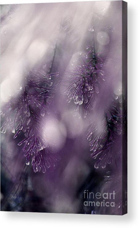 Pine Needles Acrylic Print featuring the photograph I Still Search For You by Michael Eingle