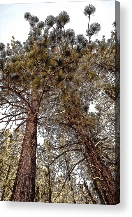 Beauty In Nature Acrylic Print featuring the photograph Jeffrey Pines #2 by Maria Coulson