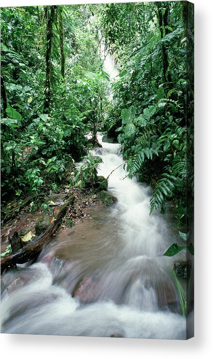 Waterfall Acrylic Print featuring the photograph Jungle Waterfall #1 by Dr Morley Read/science Photo Library