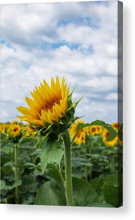 Sunflower Acrylic Print featuring the photograph Kansas Sunflower #1 by Alan Hutchins