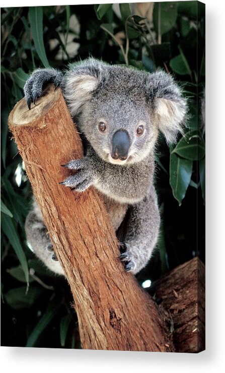 #faatoppicks Acrylic Print featuring the photograph Koala #1 by Patrick Landmann/science Photo Library