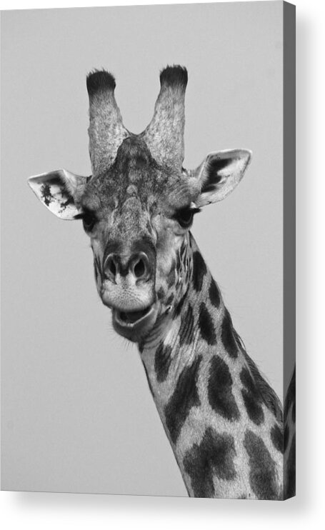 Africa Acrylic Print featuring the photograph Laughing Giraffe #1 by Michele Burgess