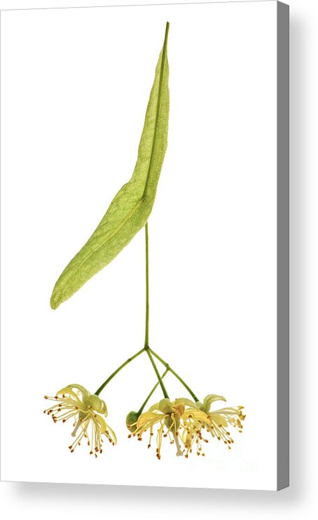 Linden Acrylic Print featuring the photograph Linden flower 2 by Elena Elisseeva