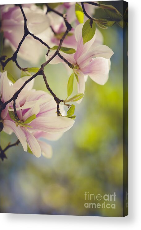 Magnolia Acrylic Print featuring the photograph Magnolia Flowers by Nailia Schwarz