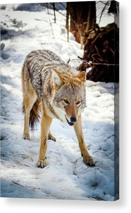 Nobody Acrylic Print featuring the photograph Male Coyote In Snow #1 by Paul Williams