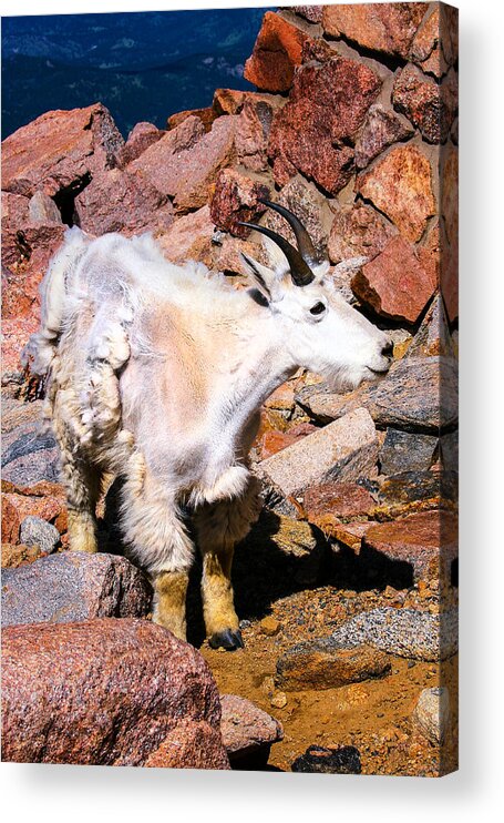 Mountain Goat Acrylic Print featuring the photograph Mountain Goat by Juli Ellen