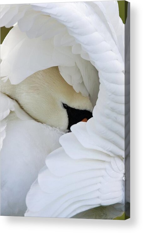 Cygnus Olor Acrylic Print featuring the photograph Mute Swan #1 by John Devries/science Photo Library