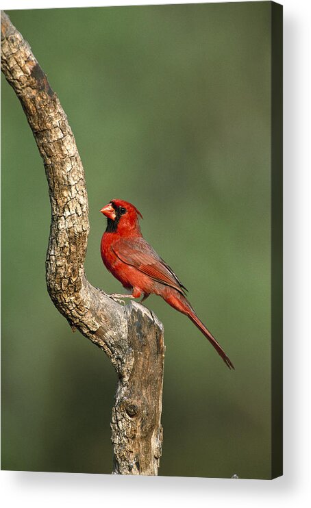 Feb0514 Acrylic Print featuring the photograph Northern Cardinal Male Texas by Tom Vezo
