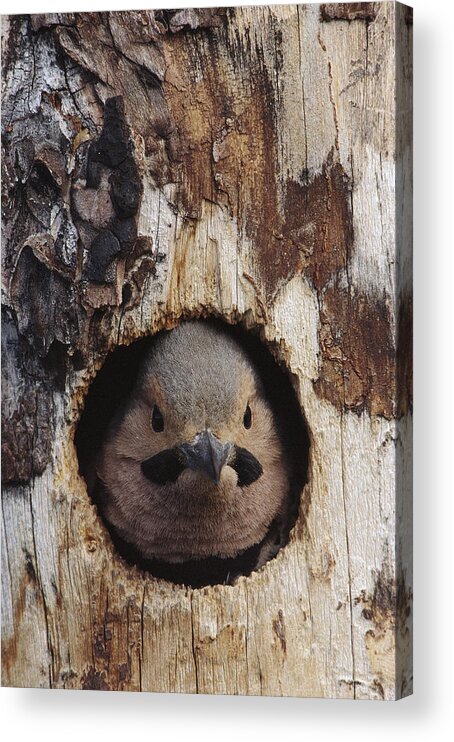 Feb0514 Acrylic Print featuring the photograph Northern Flicker In Nest Cavity Alaska by Michael Quinton