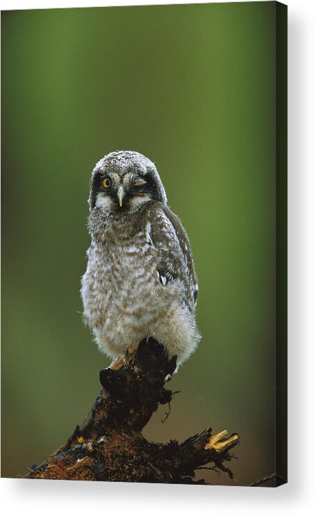 Feb0514 Acrylic Print featuring the photograph Northern Hawk Owl Chick Saskatchewan #1 by Tom Vezo