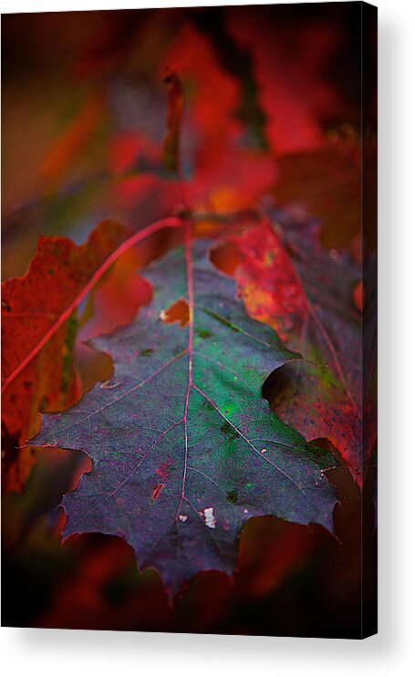 Oak Acrylic Print featuring the photograph Oak Leaf #1 by Prince Andre Faubert