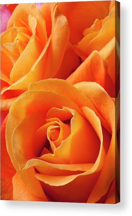 Orange Color Acrylic Print featuring the photograph Orange Roses #1 by Garry Gay