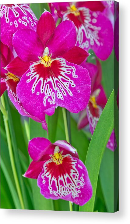 Bloom Acrylic Print featuring the photograph Orchid Flowers #1 by Michael Lustbader