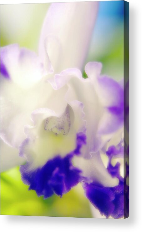 Laeliocattleya Sp. Acrylic Print featuring the photograph Orchid (laeliocattleya Sp.) by Maria Mosolova/science Photo Library