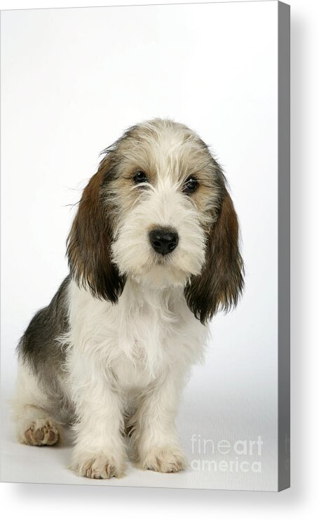 Dog Acrylic Print featuring the photograph Petit Basset Griffon Vendeen #1 by John Daniels