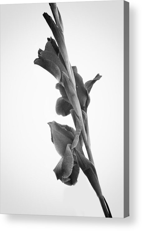Pink Iris Acrylic Print featuring the photograph Pink Iris in Monochrome #1 by Ben Shields