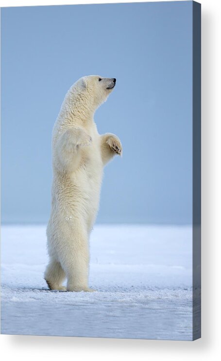 Snow Acrylic Print featuring the photograph Polar Bear #1 by Sylvain Cordier