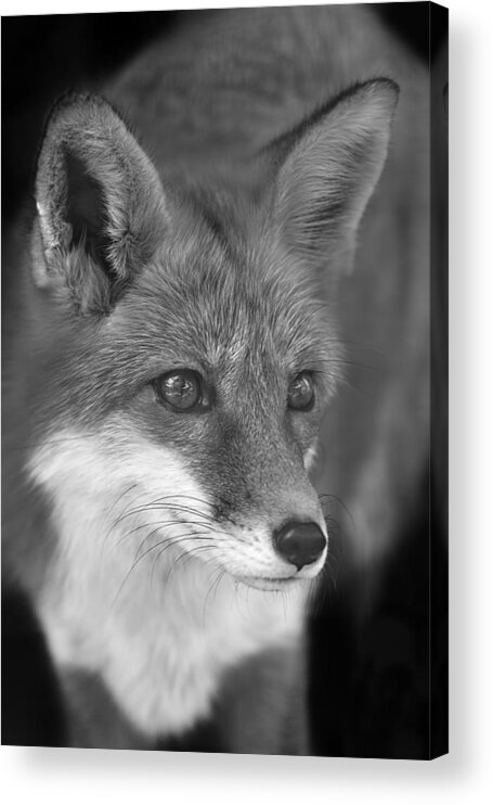 Animal Acrylic Print featuring the photograph Red Fox #1 by Brian Cross